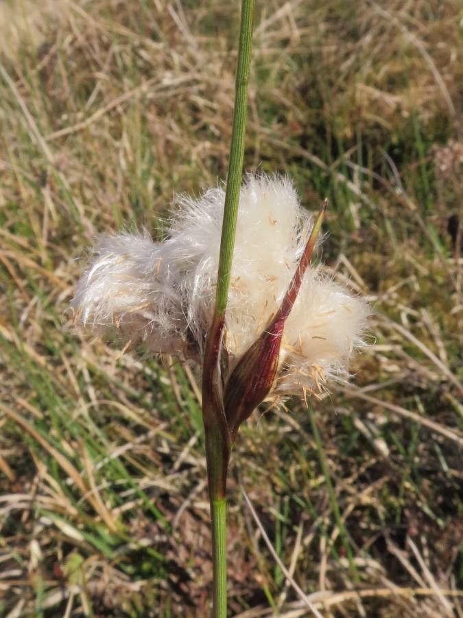 Eriophorum angustifolium fruit