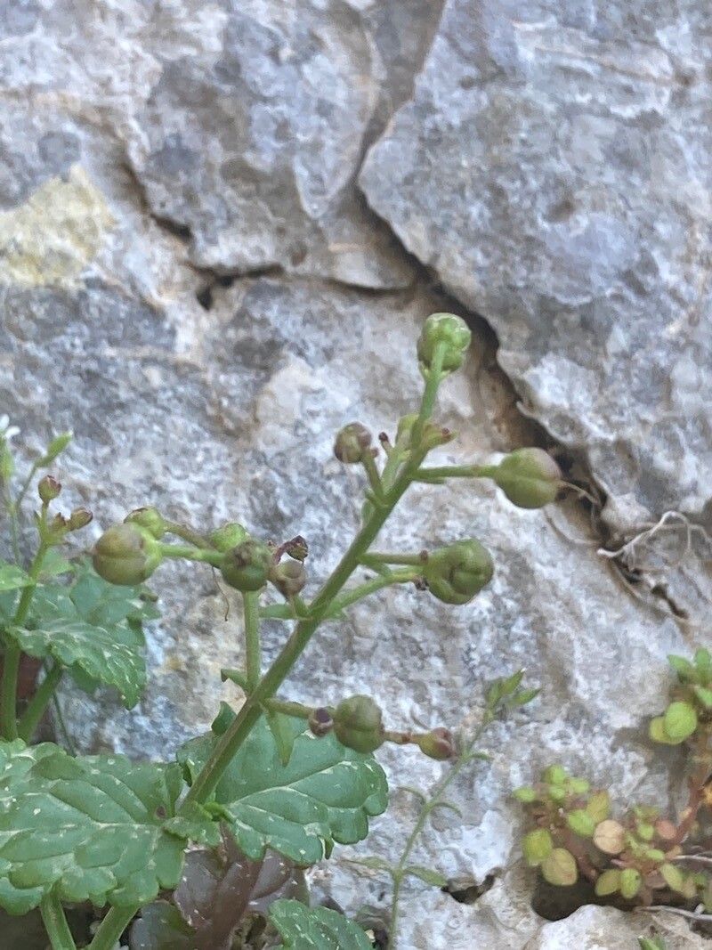 Scrophularia heterophylla fruit