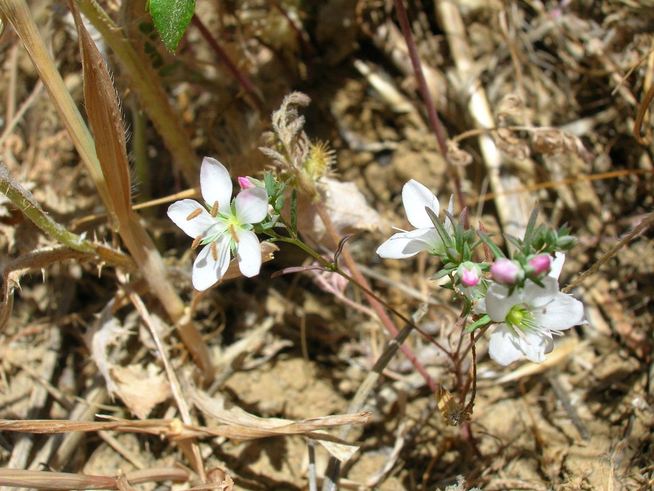 Linum californicum — search result for 'Linum'