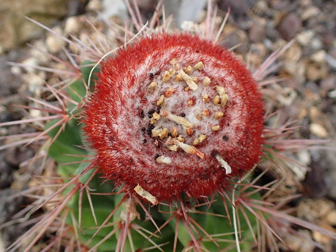 Melocactus ernestii fruit