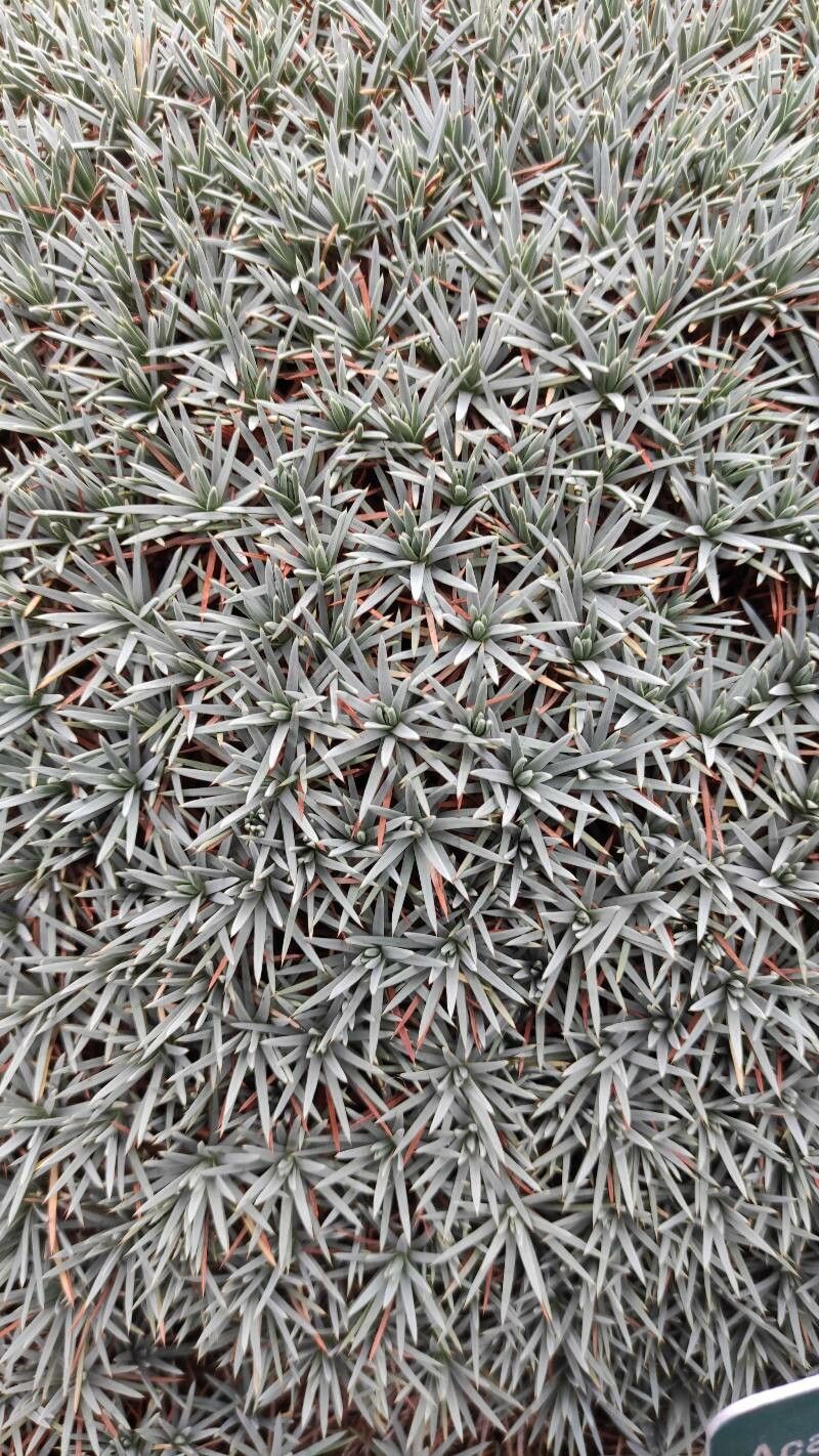 Acantholimon ulicinum — search result for 'Plumbaginaceae'