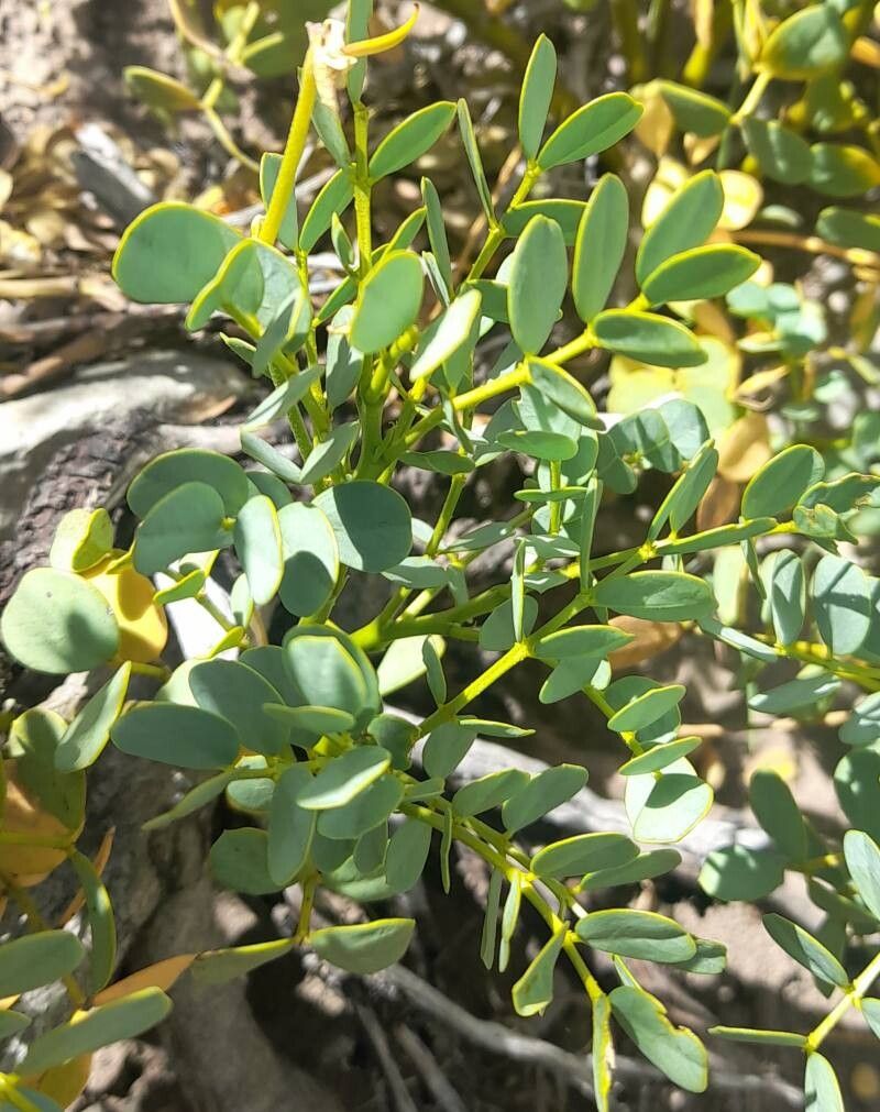 Senna arnottiana leaf