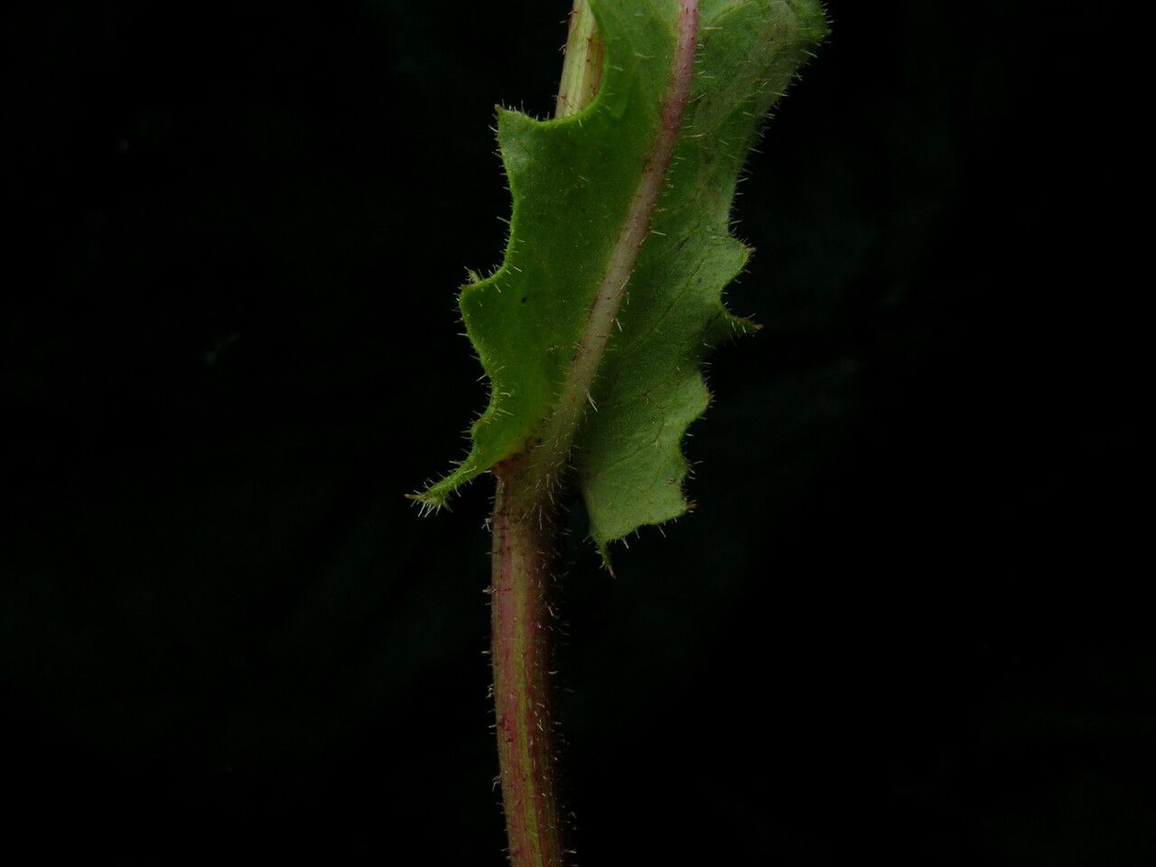Hieracium diaphanoides habit