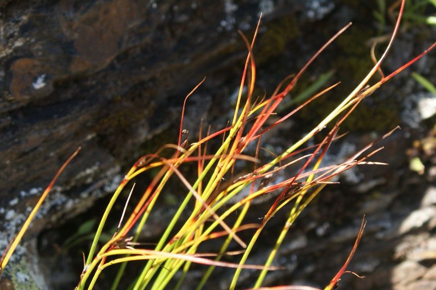 Carex myosuroides fruit