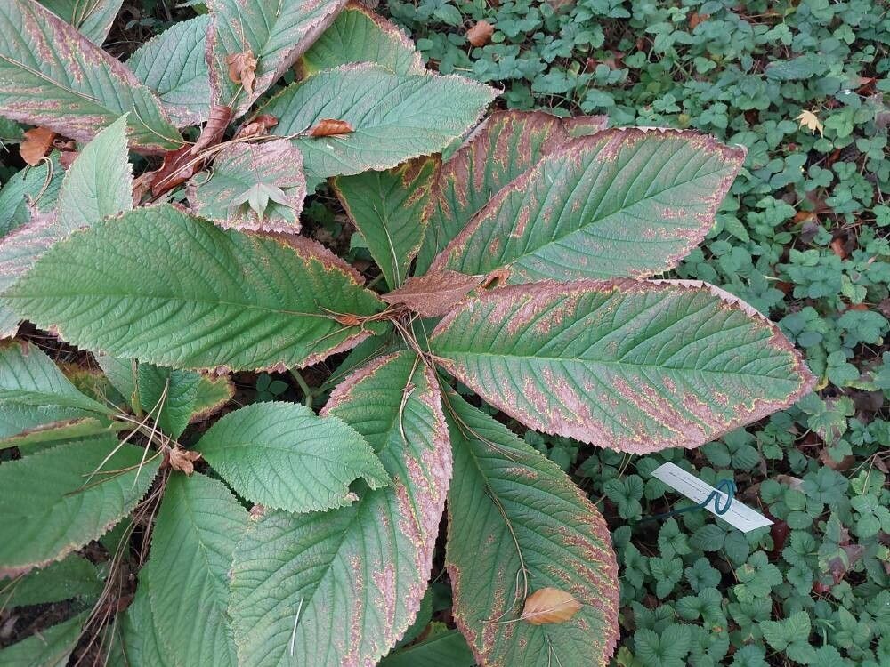 Rodgersia sambucifolia leaf