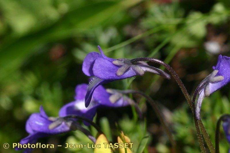 Pinguicula arvetii other