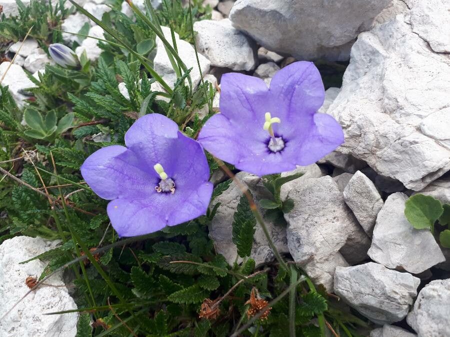 Campanula rainerii flower