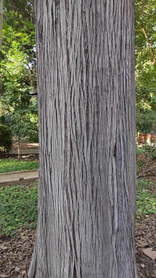 Cupressus torulosa bark