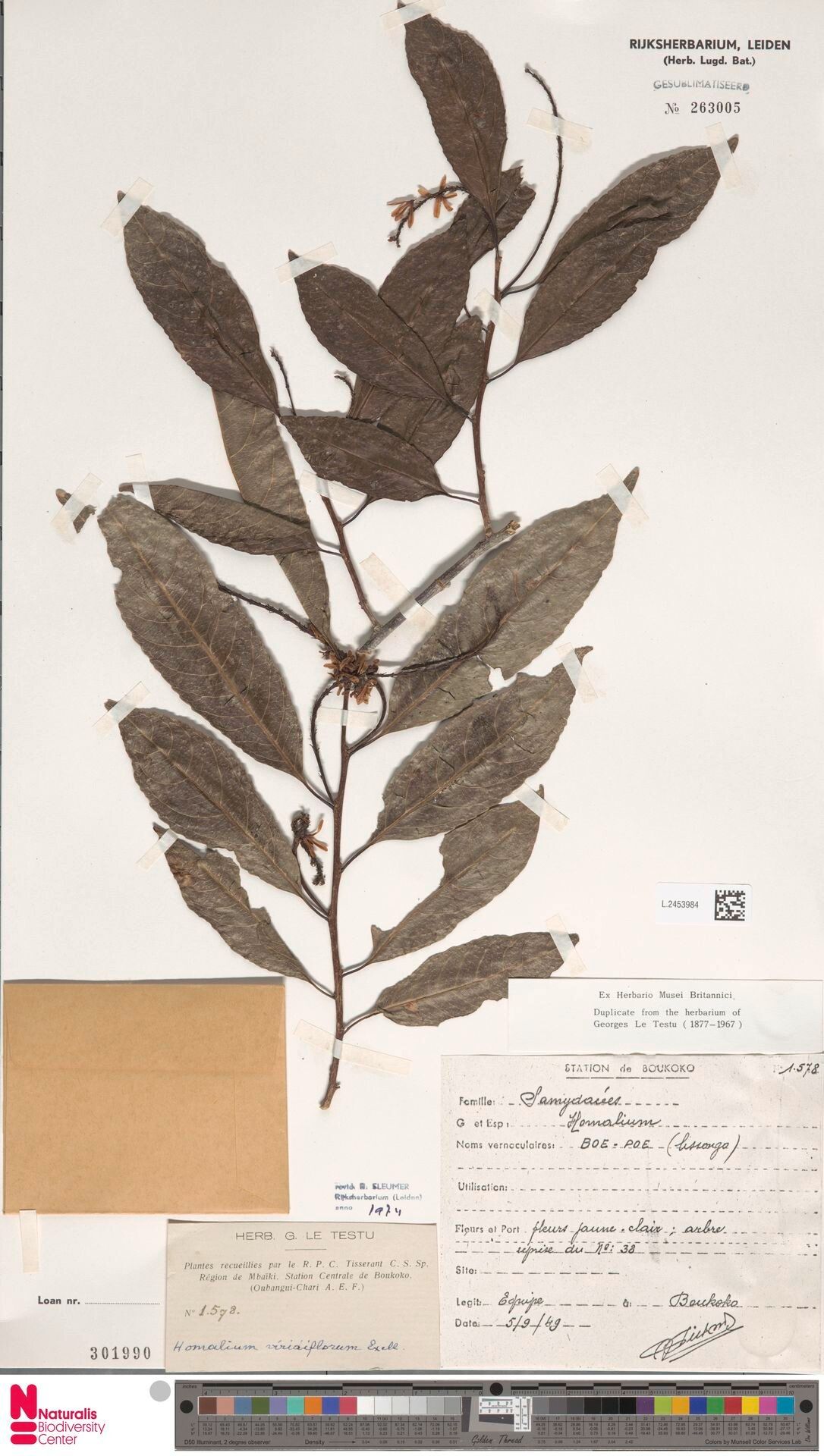 Homalium viridiflorum — houseplant care guide