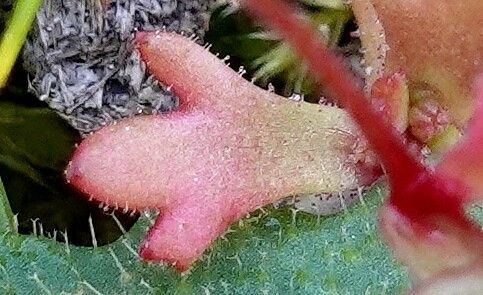 Saxifraga tridactylites leaf