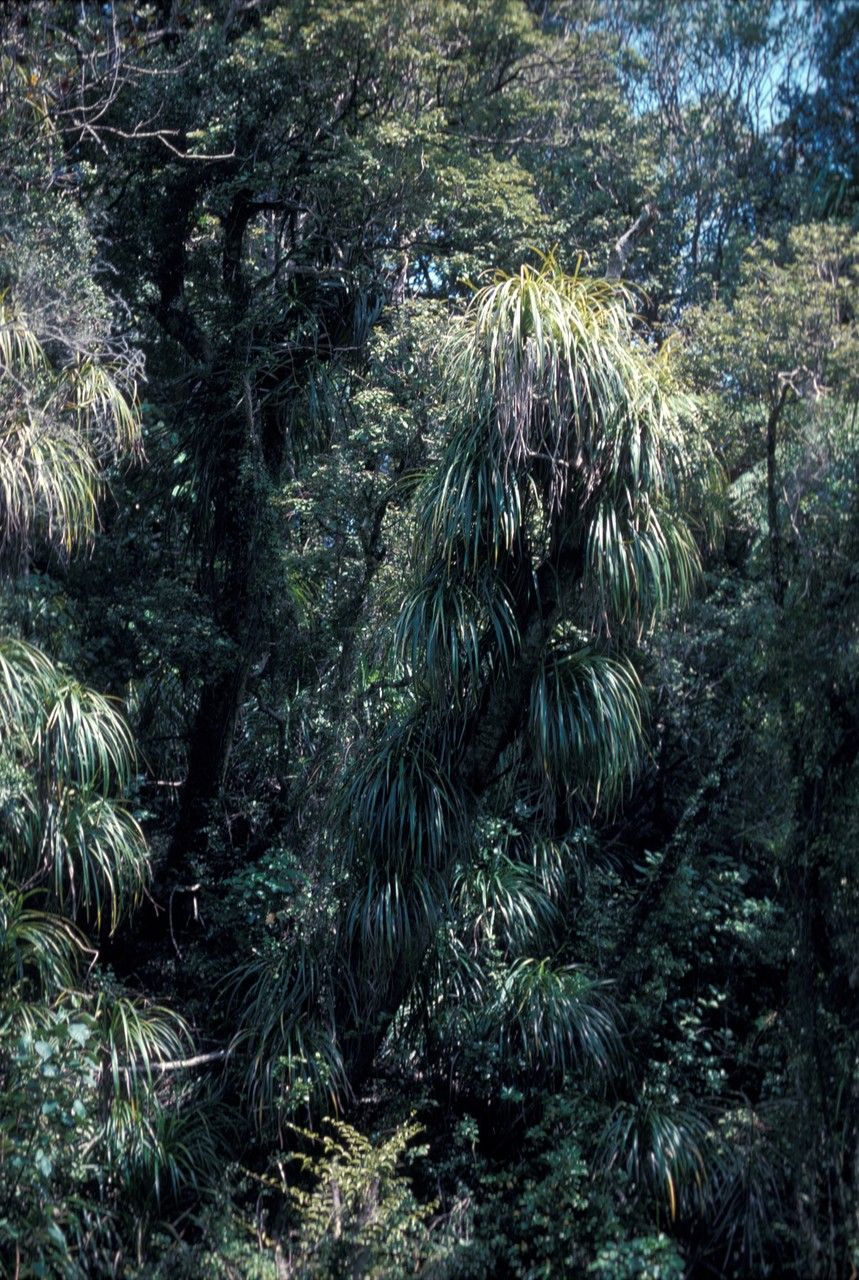Freycinetia banksii habit