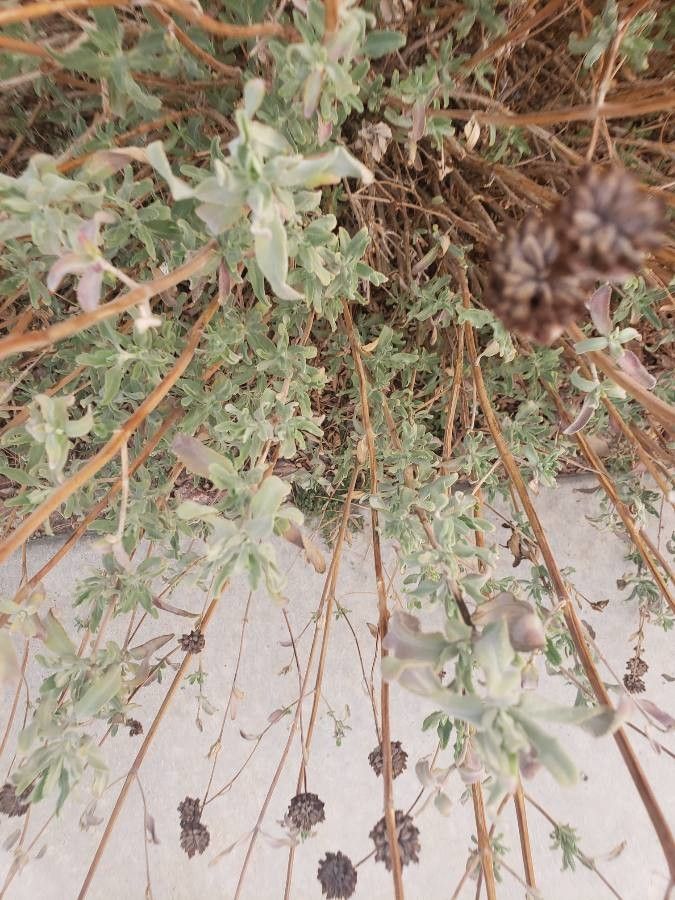 Salvia columbariae leaf
