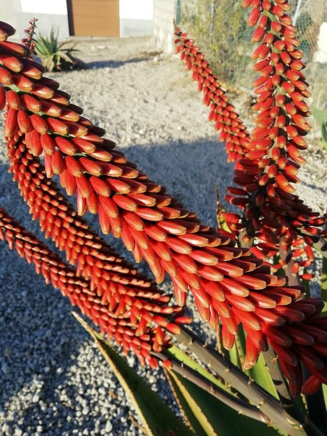 Aloe ferox flower