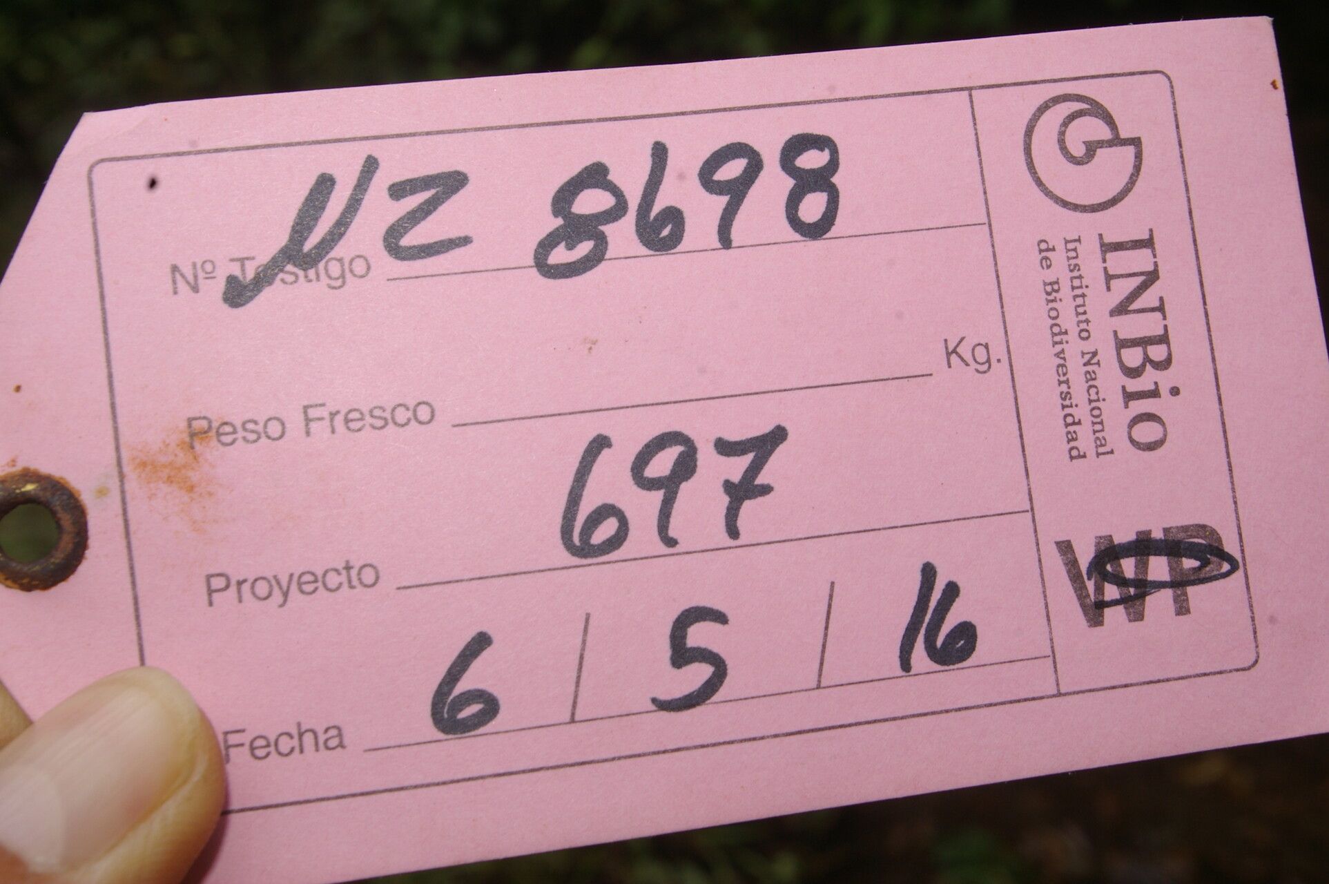 Cinnamomum brenesii other