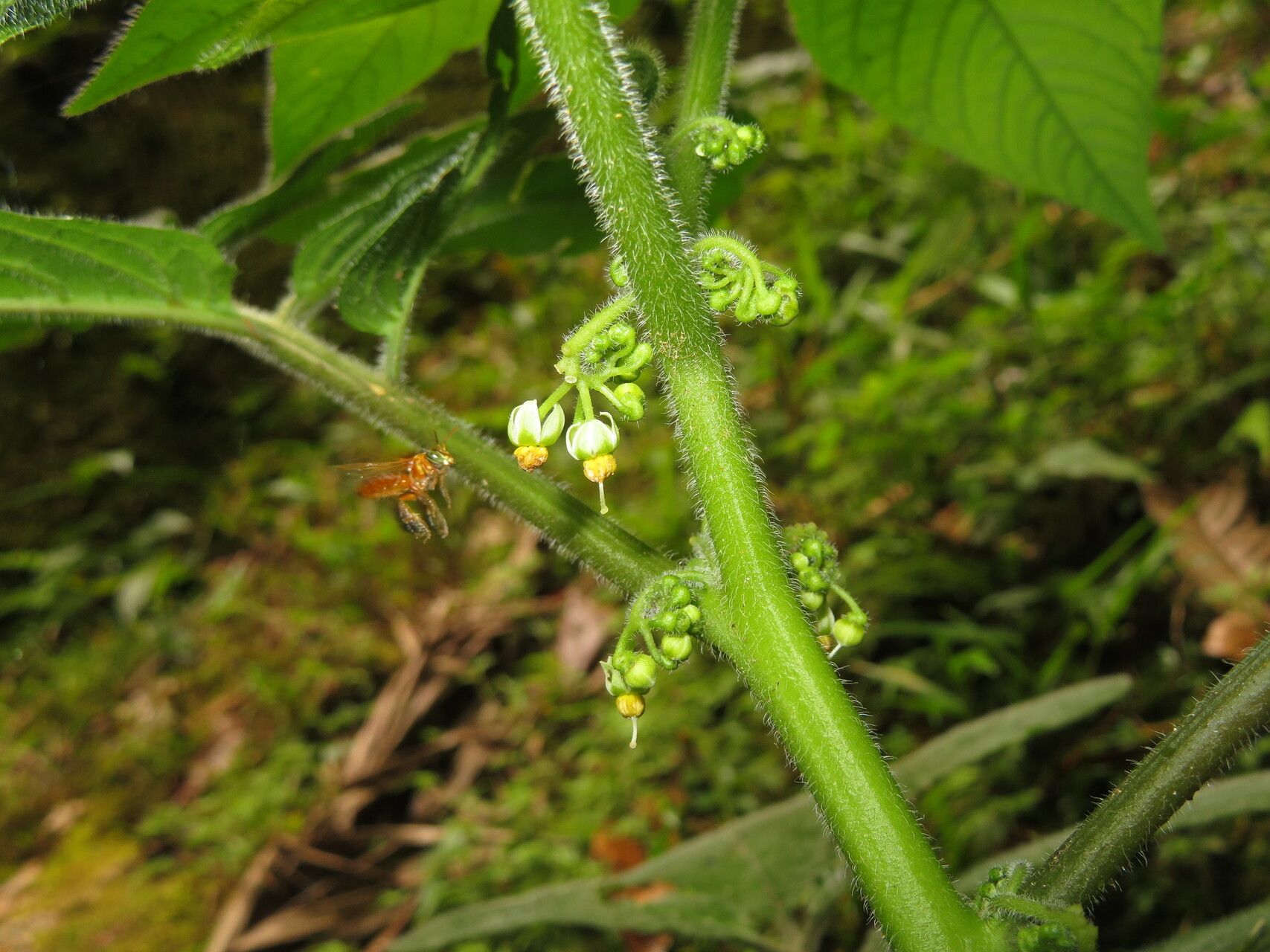 Solanum mite flower