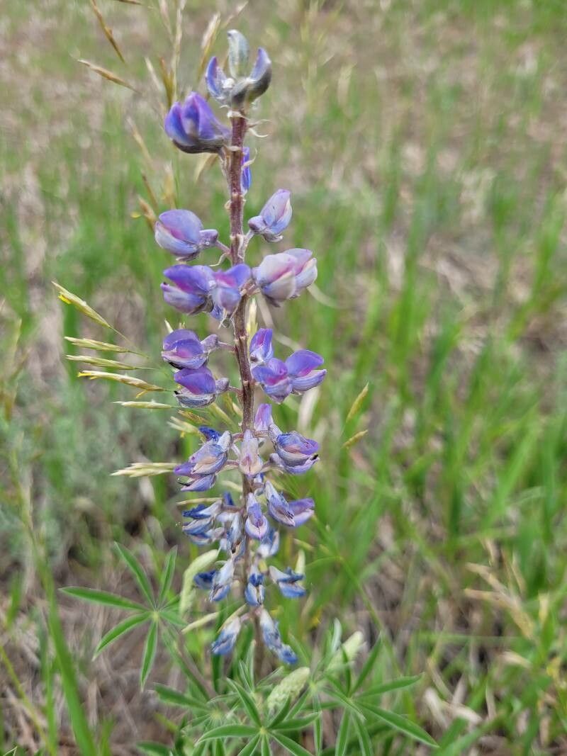 Lupinus argenteus flower