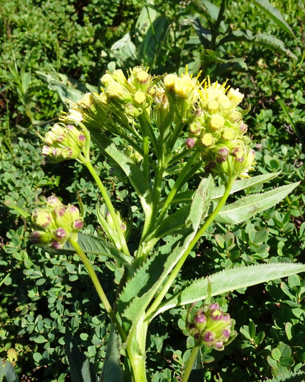 Senecio cacaliaster flower