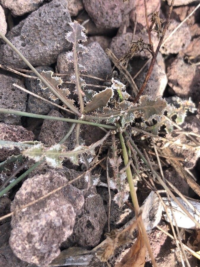 Launaea nudicaulis leaf