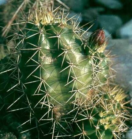 Echinocereus salm-dyckianus habit