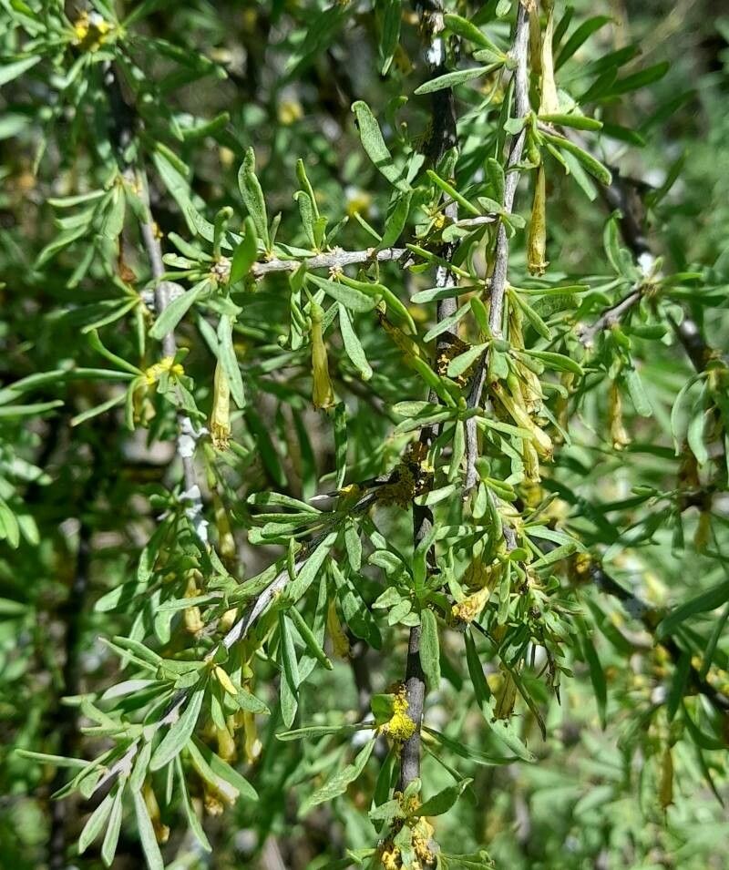 Lycium gilliesianum leaf