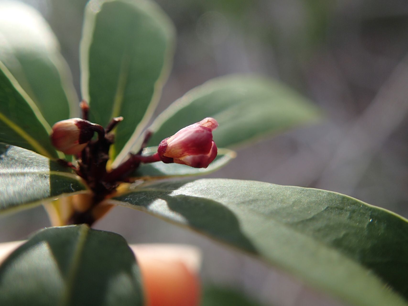 Pittosporum croceum flower