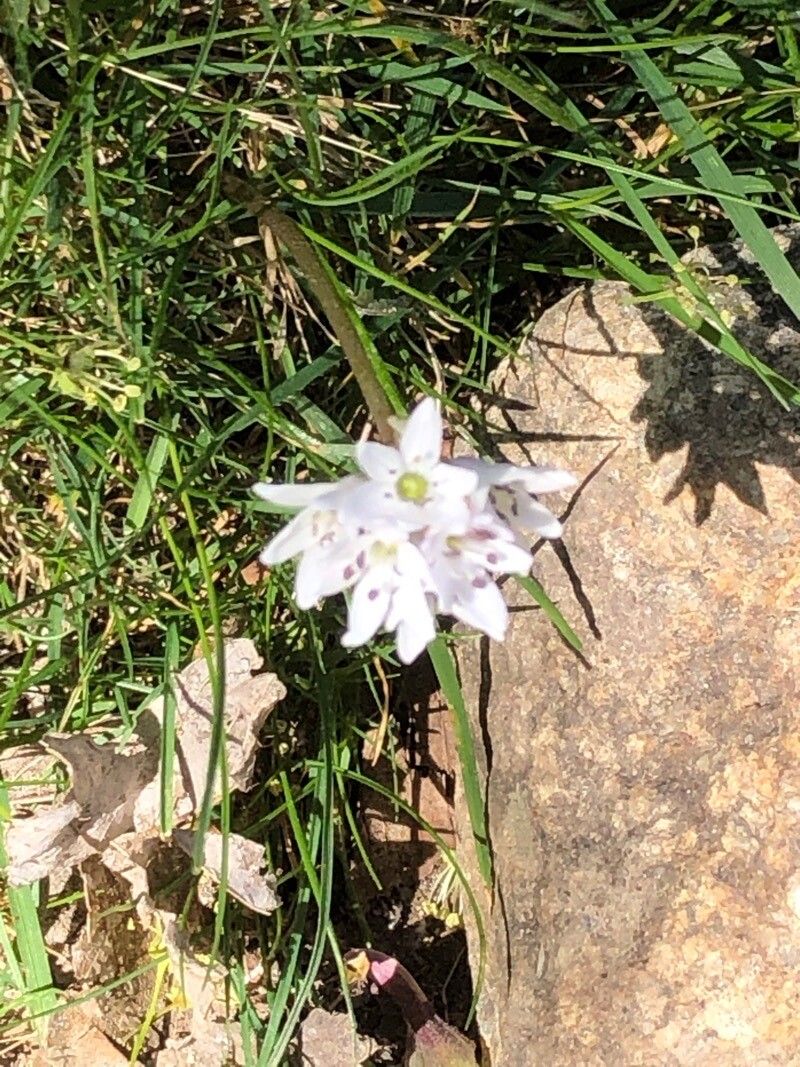 Brimeura fastigiata flower