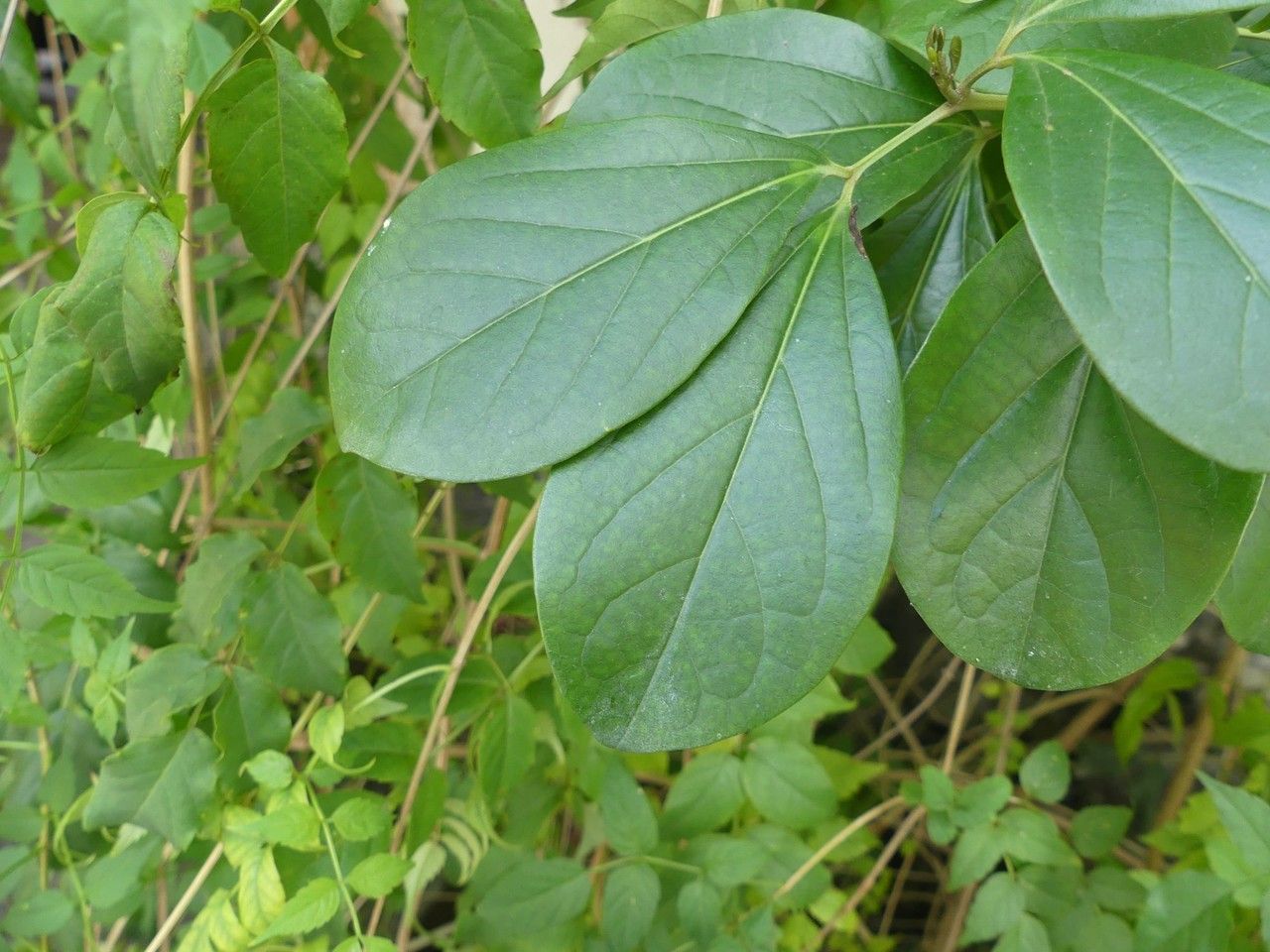Bignonia magnifica leaf