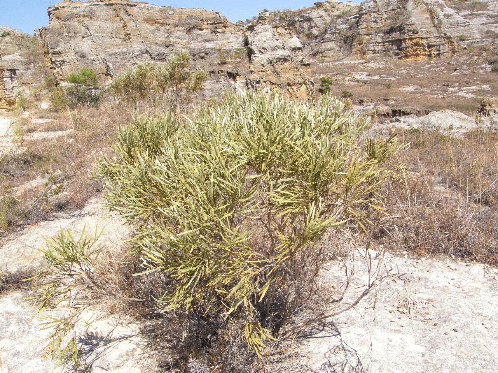 Tephrosia phylloxylon — search result for 'Tephrosia'