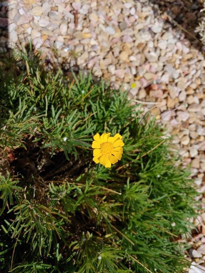Tetraneuris herbacea flower