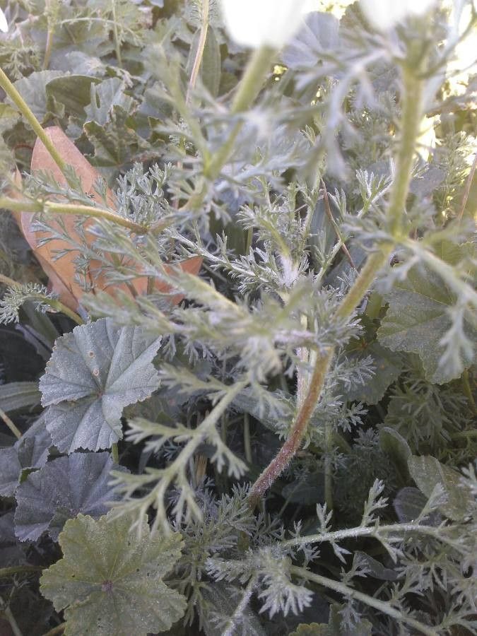 Anthemis tomentosa — search result for 'Anthemis'