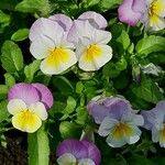Viola tricolor