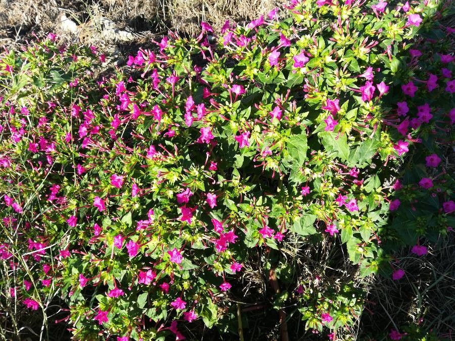 Pavonia lasiopetala — search result for 'and Chihuahua'