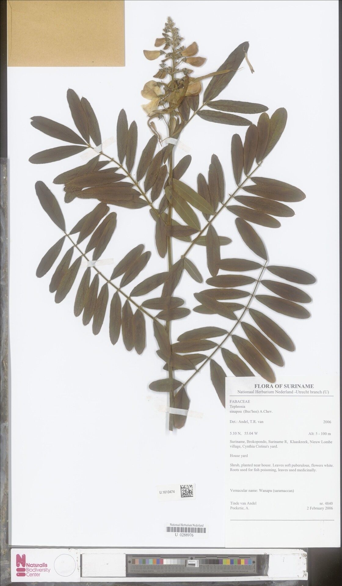 Tephrosia sinapou — search result for 'Tephrosia'