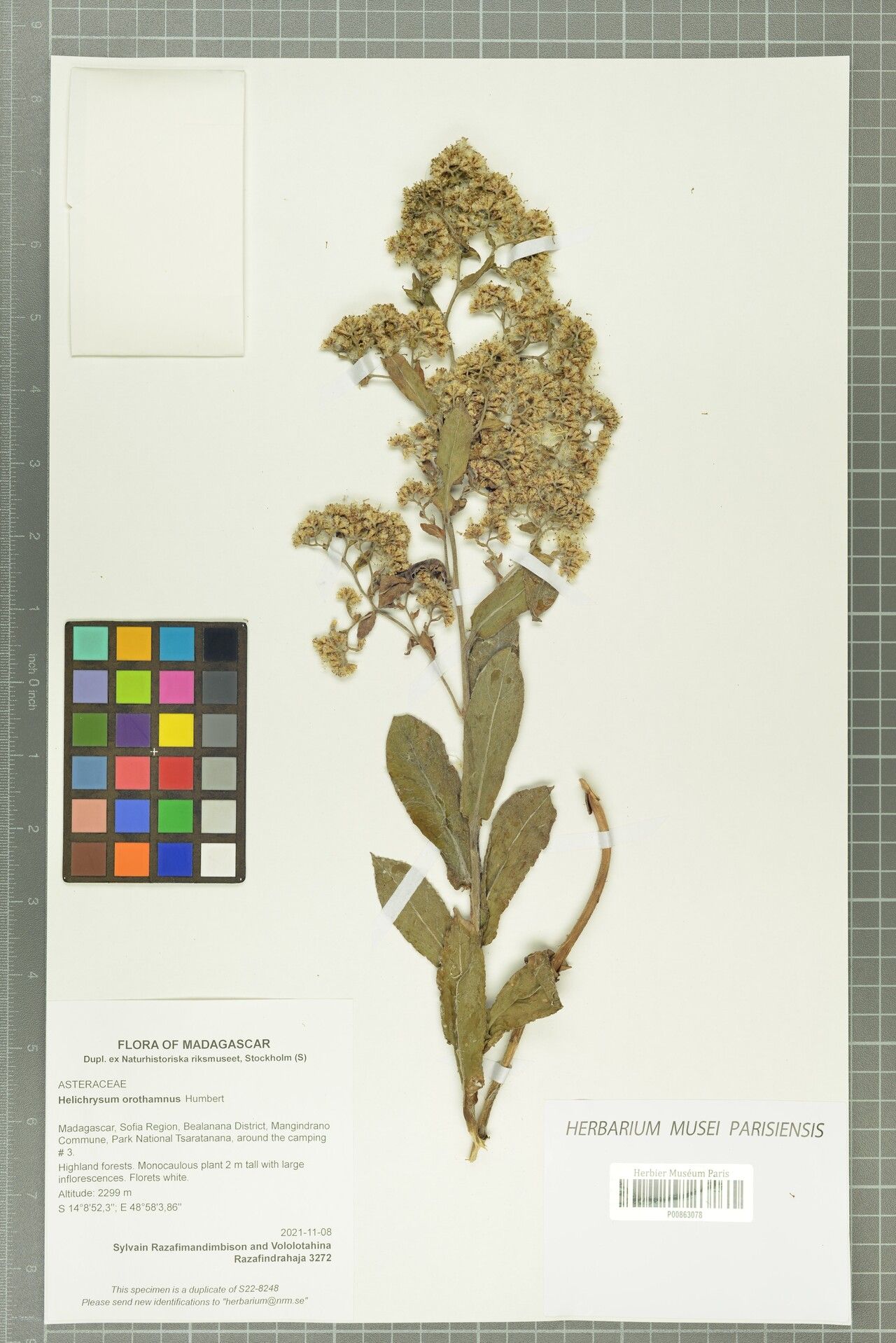 Helichrysum orothamnus — houseplant care guide