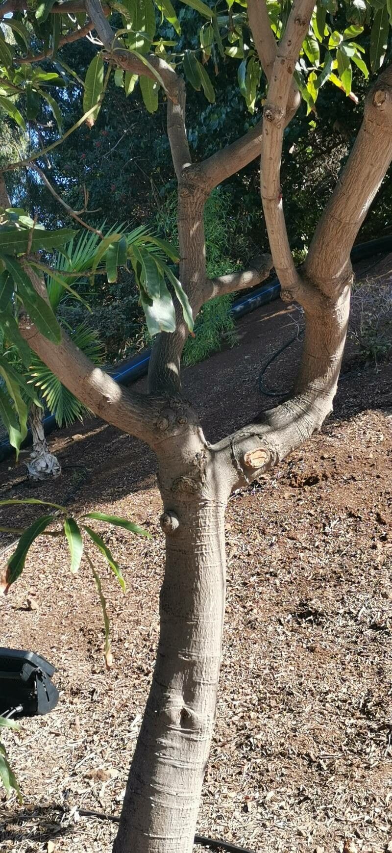 Mangifera zeylanica bark