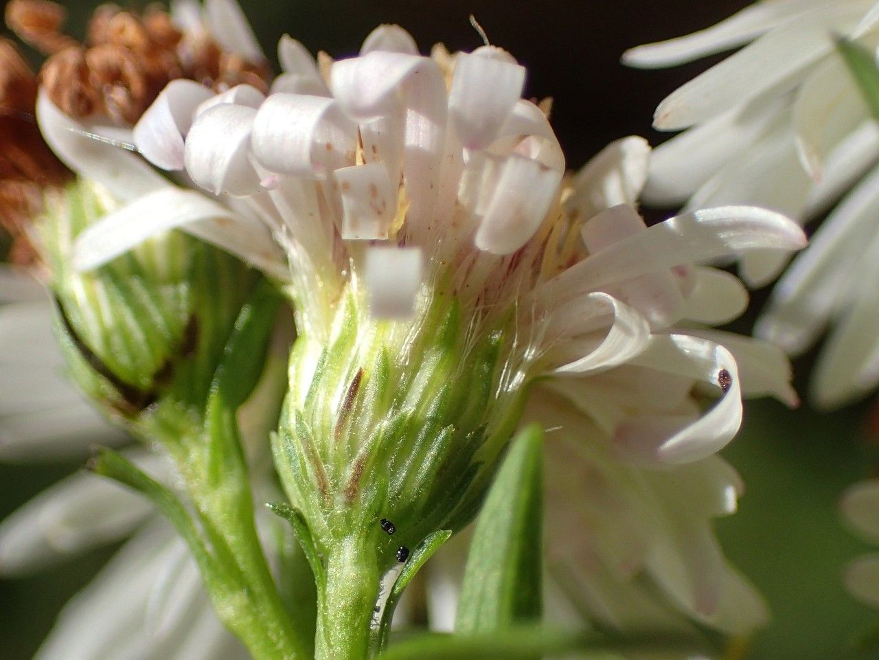 Symphyotrichum × salignum flower