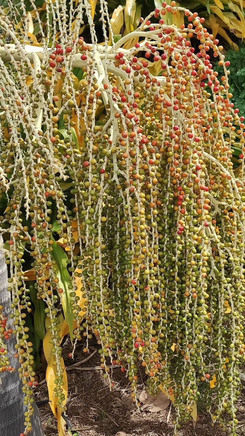 Archontophoenix tuckeri fruit