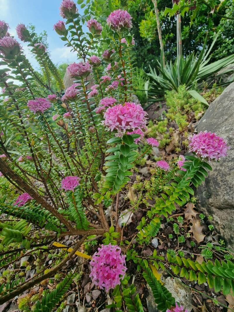 Pimelea rosea habit
