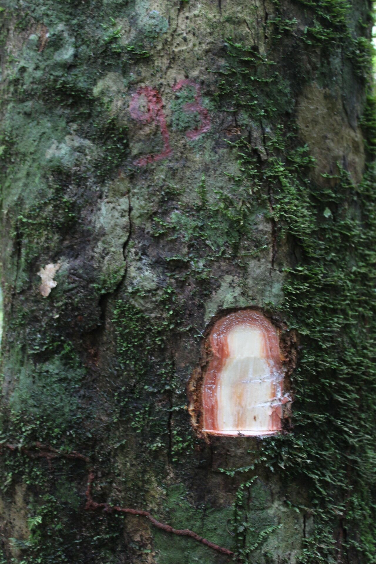 Chrysophyllum lacourtianum — houseplant care guide