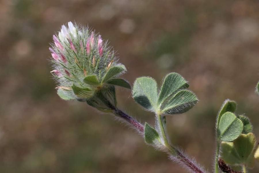 Trifolium sylvaticum — houseplant care guide