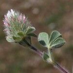 Trifolium sylvaticum