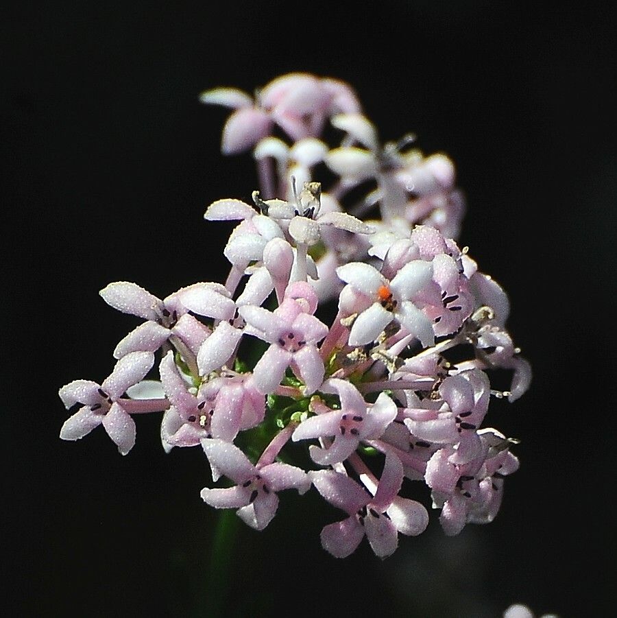 Asperula hirsuta flower