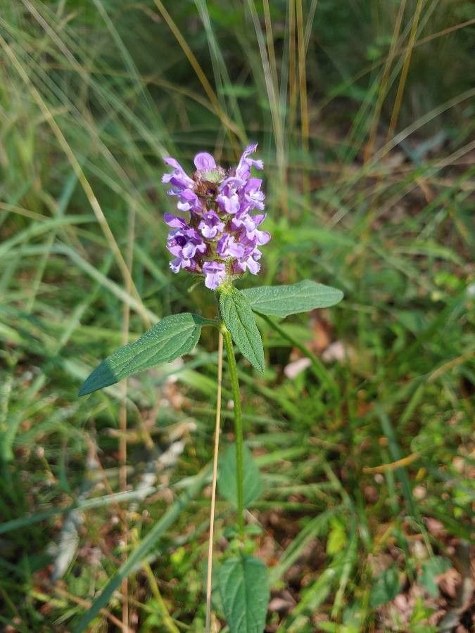 Rhododon ciliatus — clay tolerant houseplant
