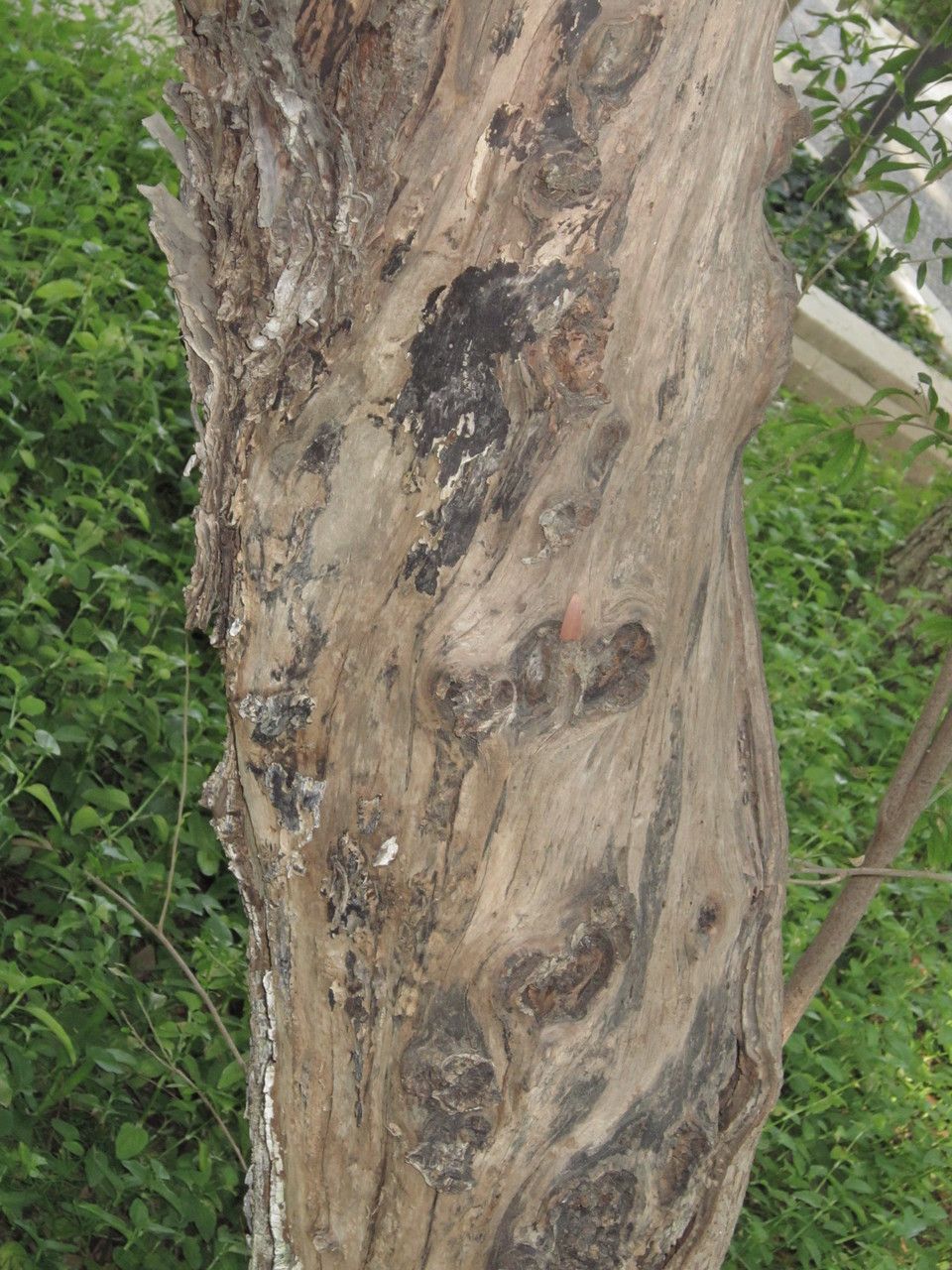 Schinus spinosa bark