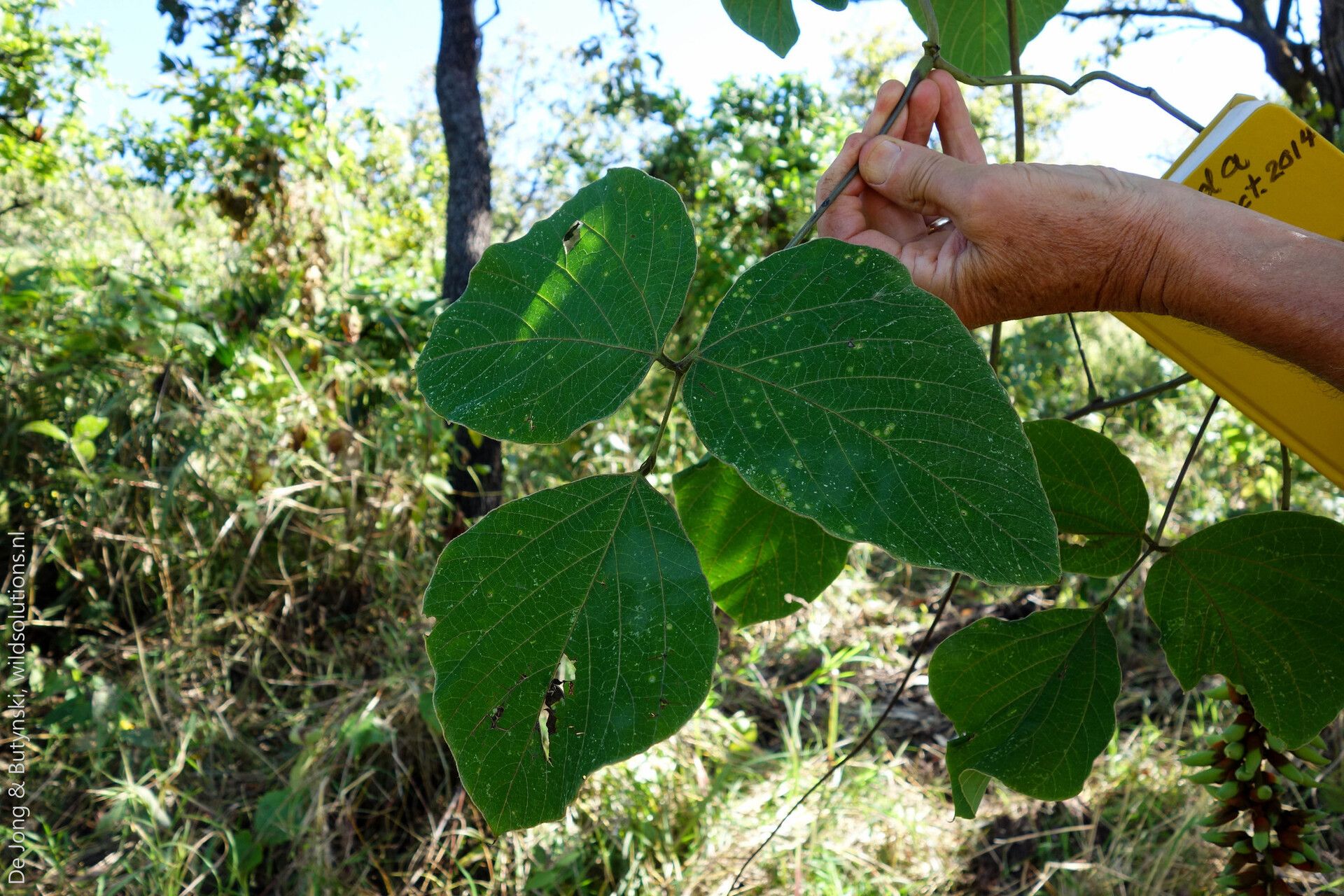Mucuna poggei — search result for 'Mucuna'