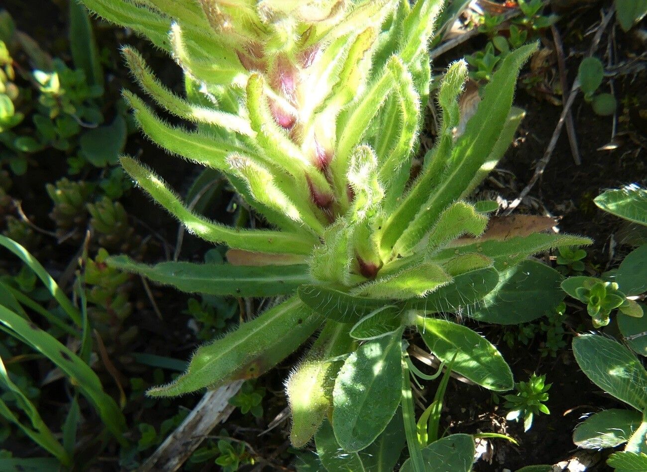Campanula thyrsoides leaf
