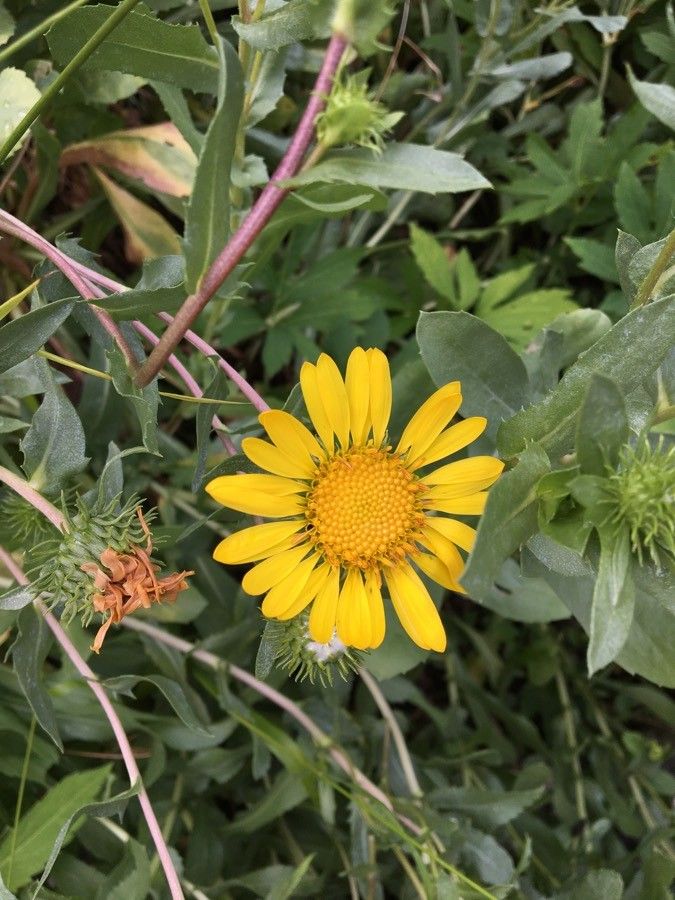 Grindelia hirsutula flower