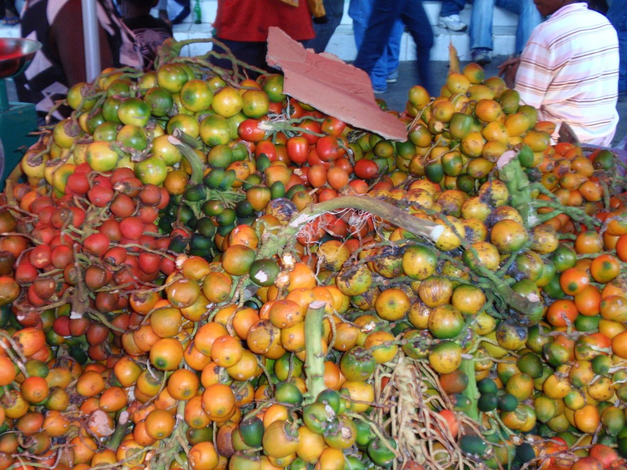 Bactris gasipaes fruit