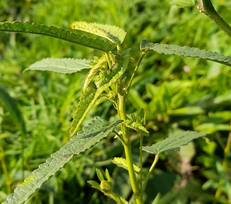 Pavonia hastata — search result for 'Paraguay'