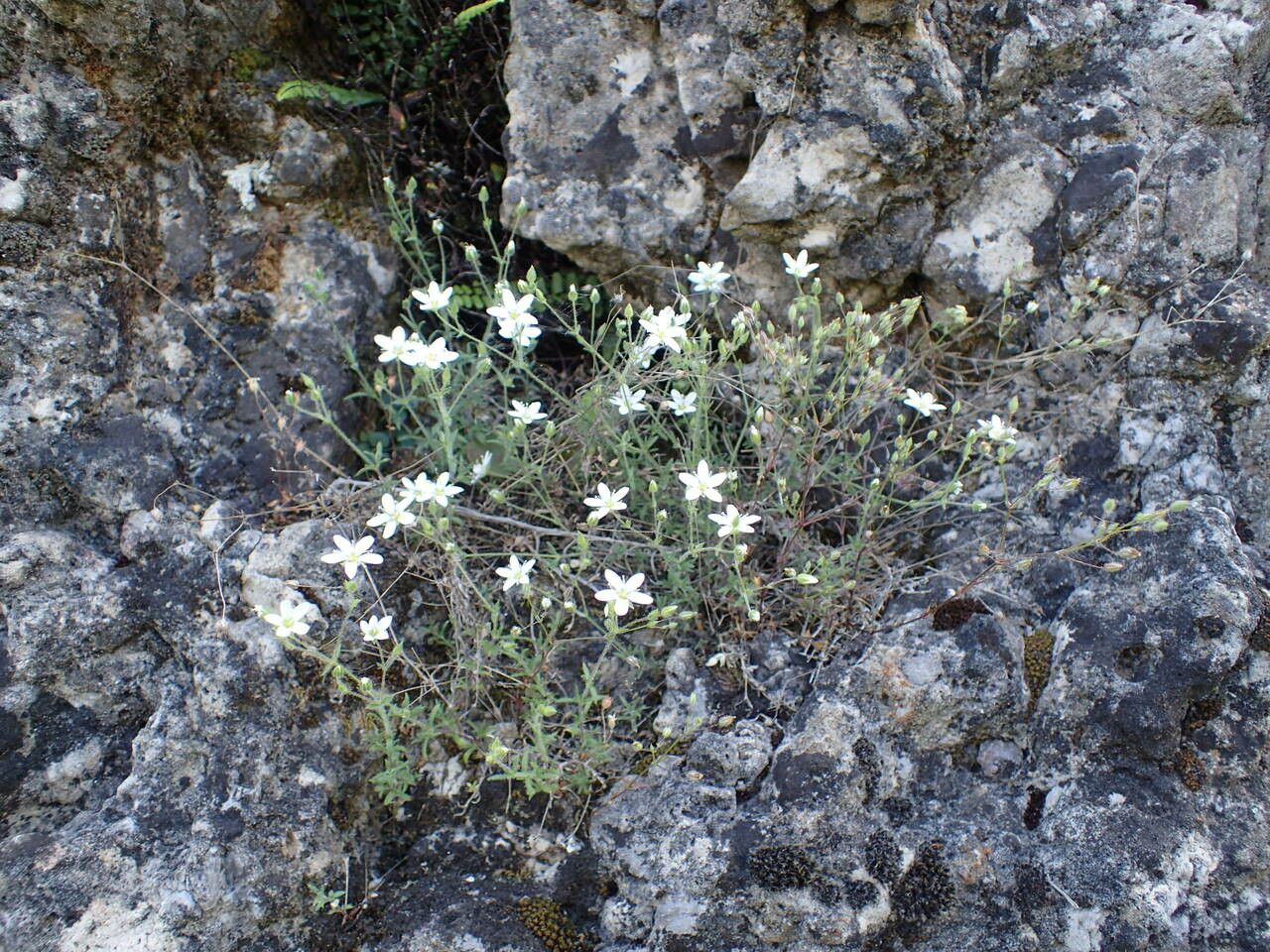 Arenaria hispida habit